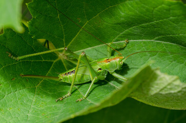 Locusts on green a leaf.