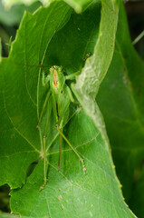 Locusts on green a leaf.