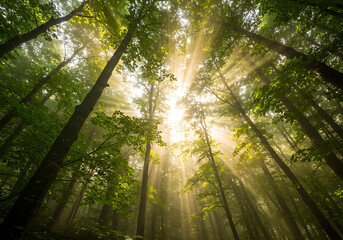 Naklejka premium Sunbeams Piercing Through Misty Forest Canopy: An Enchanting Dawn in Lush Green Woods