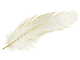 A Single Delicate Off-White Ostrich Feather Against Transparent Background, Graceful Curve, Soft Texture, Detailed Closeup