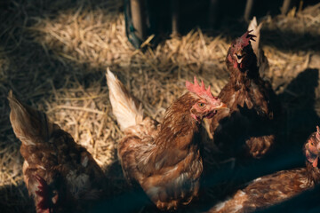 Brown Hen Farm, Chicken Laying Eggs in the Countryside, Organic Agriculture and Food Production, Surrounded by Roosters, Nature Rural Charm