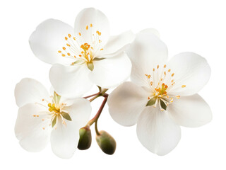 Obraz premium Closeup of Three Delicate White Blossoms on a Branch, Exquisite Spring Floral Photography
