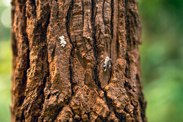 Green Leave Foliage Forest, Abstract Texture of Nature Flora, Capturing Vibrant Color of Spring and Summer, Bright Fresh Background, Inspiration Design Wallpaper