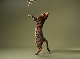 A Bengal cat stands on its hind legs and reaches up for a suspended toy. The focused lighting...