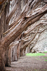 old tree trunk