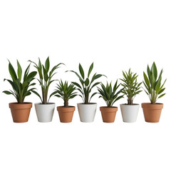 Obraz premium transparent background Miniature Potted Plants Set
