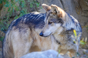 gray wolf canis lupus