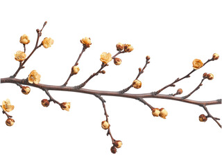 Delicate yellow wintersweet blooms on twig against stark Transparent backdrop