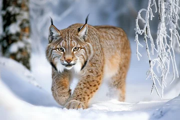 Fototapete A majestic lynx prowls through a serene, snow-covered landscape, showcasing its unique features against the winter backdrop. © pingpao