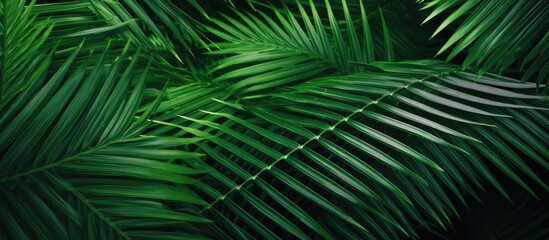 Lush green palm leaves layered with varying textures against a dark background creating a vibrant natural atmosphere and tropical feel