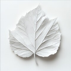 White Tree Leaf on White Background Aspect Ratio 916