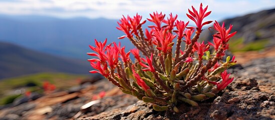 Vibrant red succulent plant blossoms amidst rocky terrain under a bright sky with distant mountains in the background showcasing nature's resilience.