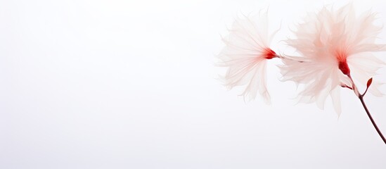 Obraz premium Delicate pink flower petals on a slender stem against a soft white background, positioned on the left side for a tranquil aesthetic.