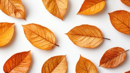 Autumn leaves arranged on white background; flat lay