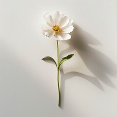 Obraz premium White Flower With Green Stem and Shadows on Minimal Background