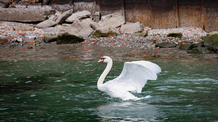 Swan flaps its wings on calm Lake Maggiore, Italy, on a sunny afternoon