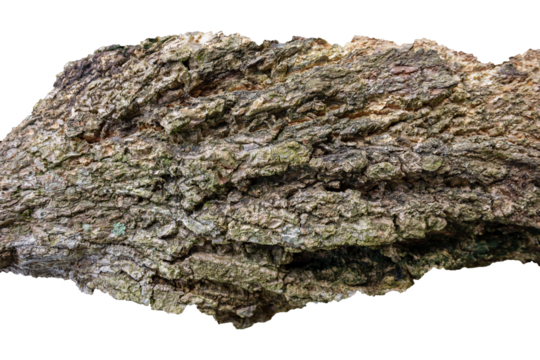 Cracked Tree Bark Texture for Creative Projects and Text Placement