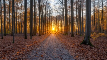 Fototapeta premium Autumnal sunbeam path through woodland