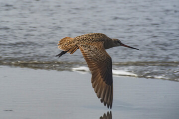 This stunning shot captures a bird gracefully soaring above a quiet shoreline, showcasing its beauty against the backdrop of waves and soft sand.