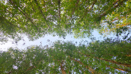 Pine forest viewed from below with blue sky