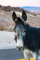 A solitary donkey stands gracefully on the desert road, embodying the spirit of the wild and illustrating the connection between animals and their natural surroundings.