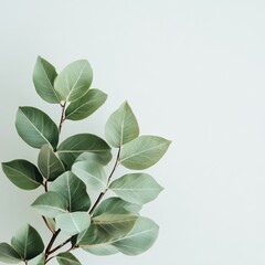 Obraz premium Leaf Wellness Image Simplified