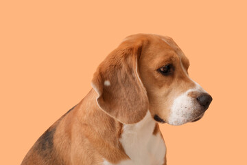Cute Beagle dog on orange background