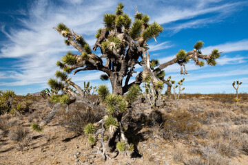 This striking image captures iconic Joshua trees in a unique landscape, showcasing their distinct...