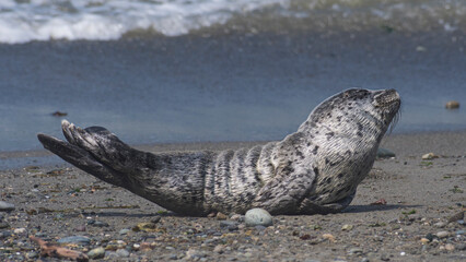 A seal lounging on a sandy beach, with its relaxed posture and serene expression embodying the...