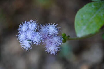 Delicate Floss Flower in Soft Lavender