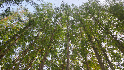 Fototapeta premium Close-up of pine tree texture in the pine forest
