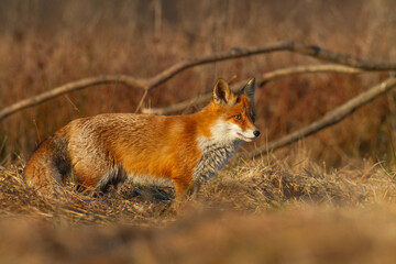 Mammals - portrait Red Fox Vulpes vulpes in autumn scenery, Poland Europe, animal walking among autumn meadow hunting time