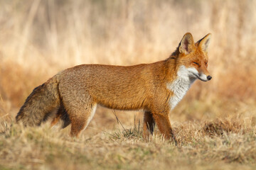 Mammals - portrait Red Fox Vulpes vulpes in autumn scenery, Poland Europe, animal walking among autumn meadow hunting time