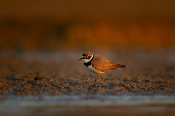 Shorebird Charadrius dubius, Little Ringed Plover on blurred background summer time Poland Europe