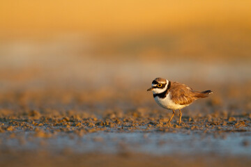 Shorebird Charadrius dubius, Little Ringed Plover on blurred background summer time Poland Europe