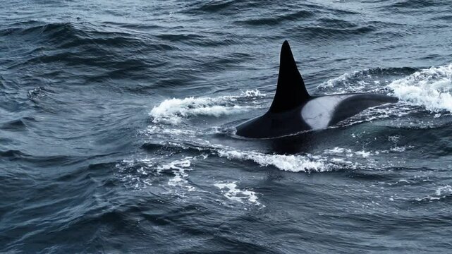 A majestic orca whale glides through the ocean's waves, capturing the essence of marine life