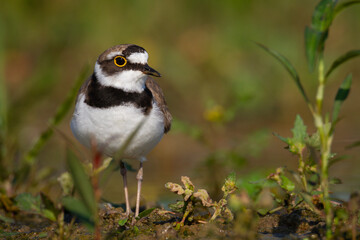 Shorebird Charadrius dubius, Little Ringed Plover on blurred background summer time Poland Europe