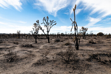 The desolate aftermath of a fire reveals charred trees and arid land under a blue sky, showcasing the resilience of nature and the impact of environmental changes.