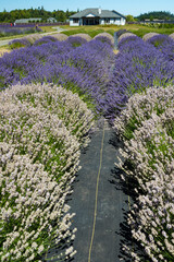 A stunning view of vibrant lavender fields in full bloom, leading to a charming house, embodying tranquility, beauty, and the essence of nature's colorful bounty.