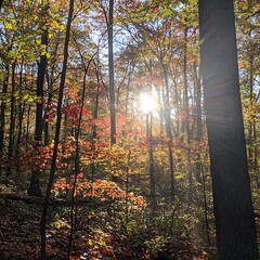 Fototapeta premium Sunlight highlights the warm colors of autumn forest canopy Image