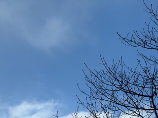 冬空と木