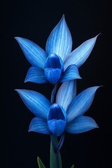 Vibrant blue orchid close-up against black backdrop