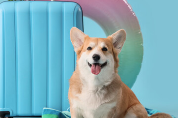 Cute Corgi dog with suitcase and swim ring on blue background, closeup. Travel concept