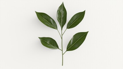 Obraz premium Green leaves branch, studio shot, white background, nature design