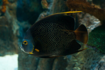 Dark-colored angelfish with golden highlights swimming in a marine aquarium