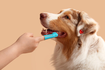 Owner brushing teeth of cute Australian Shepherd dog on beige background