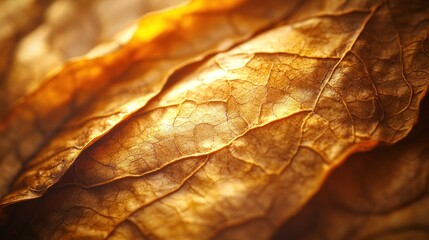 Close-up of dried tobacco leaves, golden hues, nature background