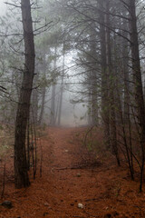 Tall pine forest in autumn with fog in the background