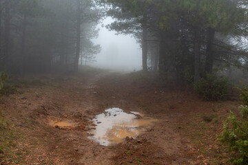 Wet dirt track through forest with puddle of water and fog in the background