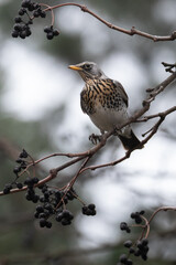 Fieldfare is sitting on the branch
